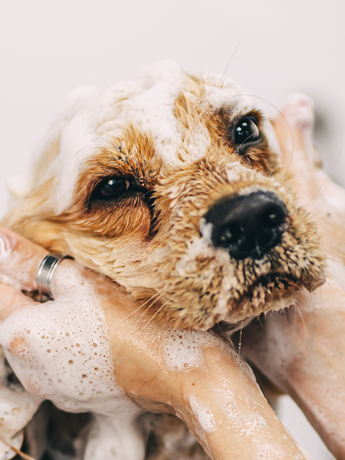 Wie oft sollte man einen Hund baden?