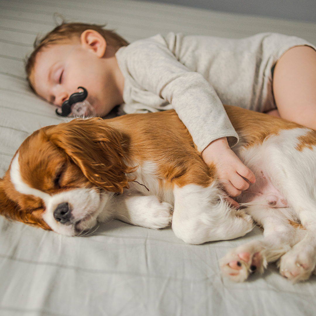 Kann ich meinen Hund mit Babyshampoo waschen oder ist das schädlich?