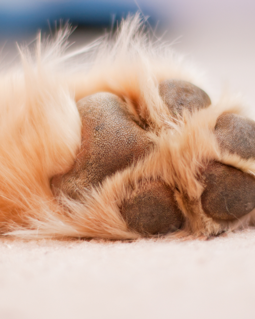 Brauchen Hunde Pfotenpflege?