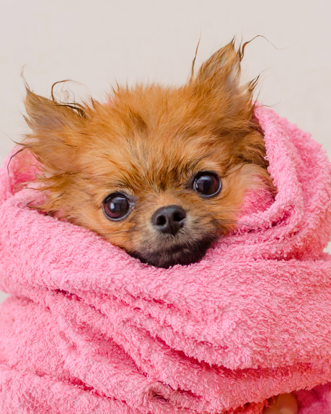 Welche Pflegeroutine ist die richtige für meinen Hund?