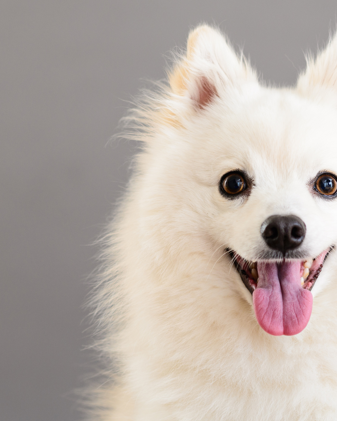 Warum wird das Fell meines weißen Hundes gelb oder braun – und was kann ich dagegen tun?